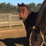 AMOUS - Out of Only The Blue Will Do (Owned by Marlee Canfield)